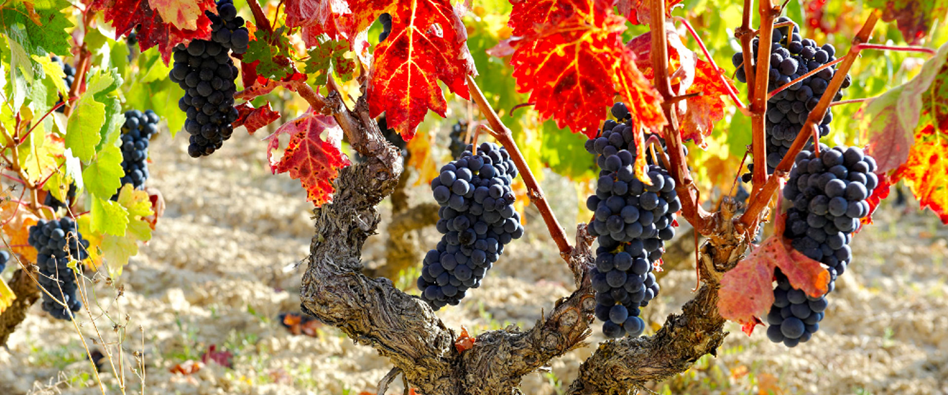 Rioja Wine Tour: 2 Wineries From Bilbao | Local Experts Tours