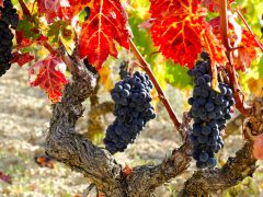 Rioja Wine Tour: 2 wineries from Bilbao