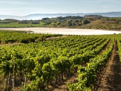 Rioja Wine Tour: 2 wineries from Pamplona